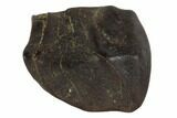 Triceratops Shed Tooth - Montana #98324-1